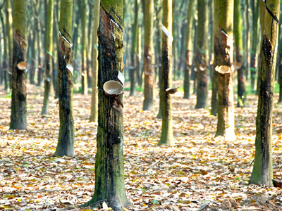 attraction-Mondulkiri Introduction Rubber Plantation.jpg